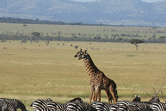 Serengeti - Grumeti Private Reserve