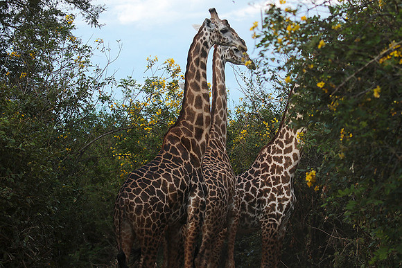 Selous