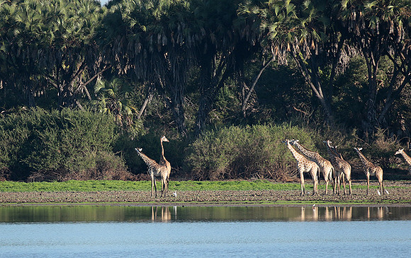 Selous