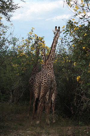 Selous