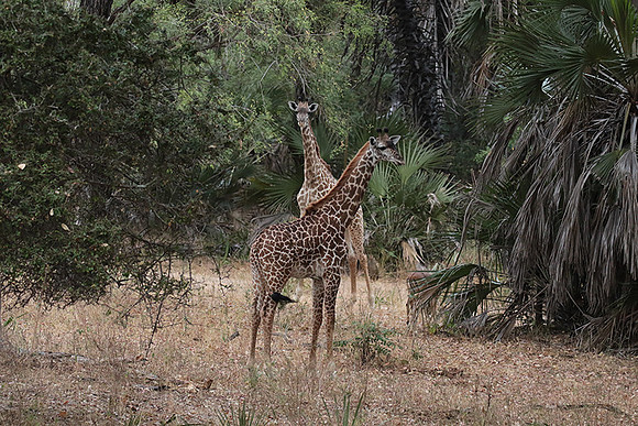 Selous