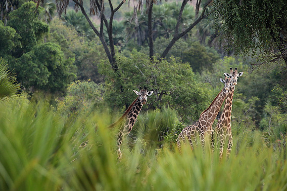 Selous
