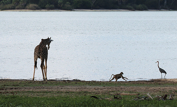 Selous