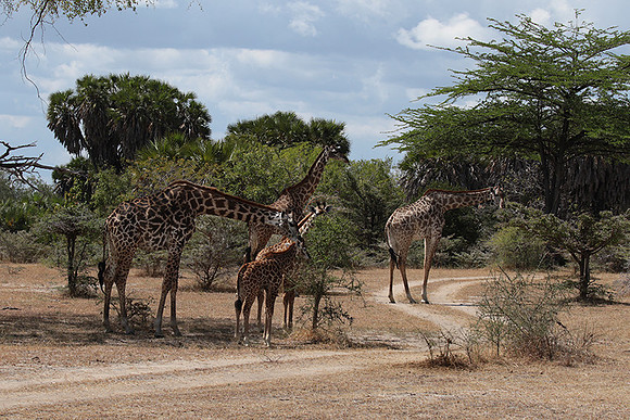 Selous