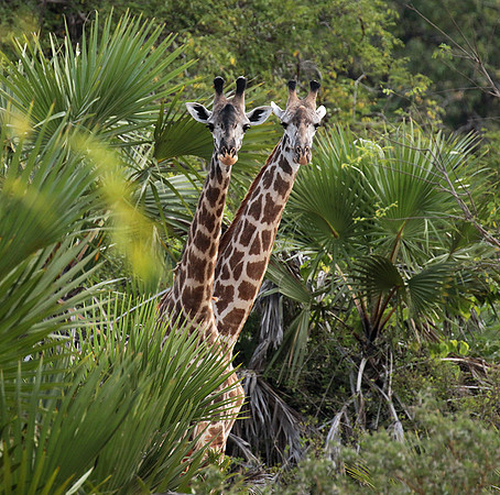 Selous