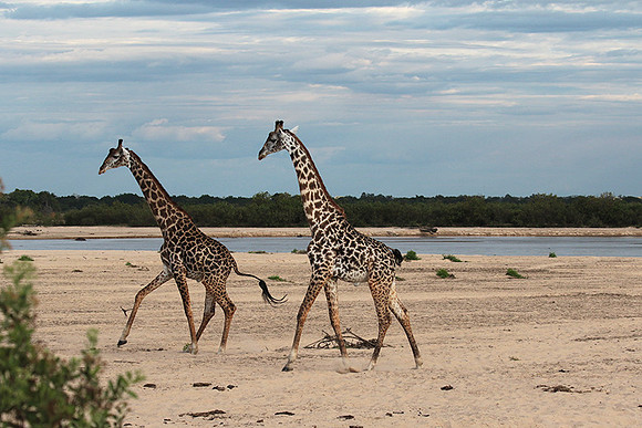 Selous