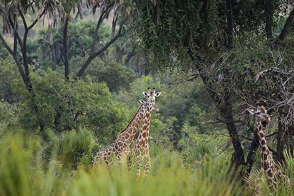 Selous