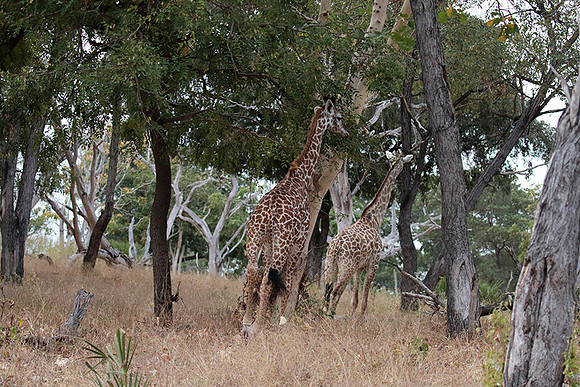Selous