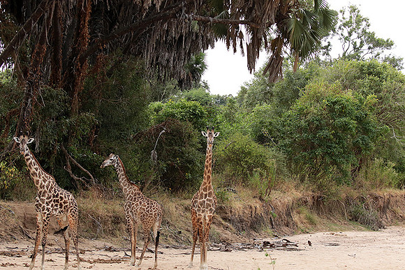 Selous