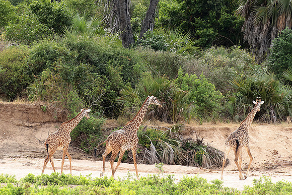Selous