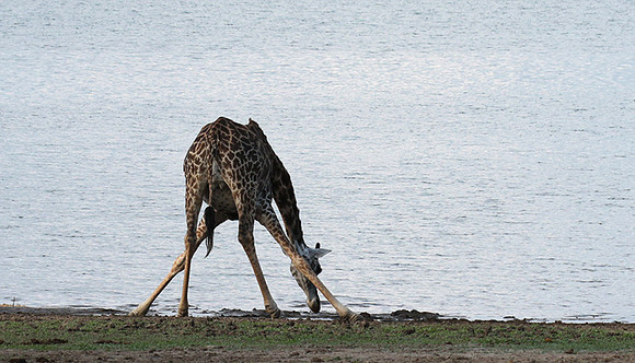 Selous