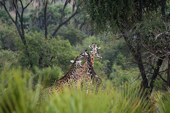 Selous