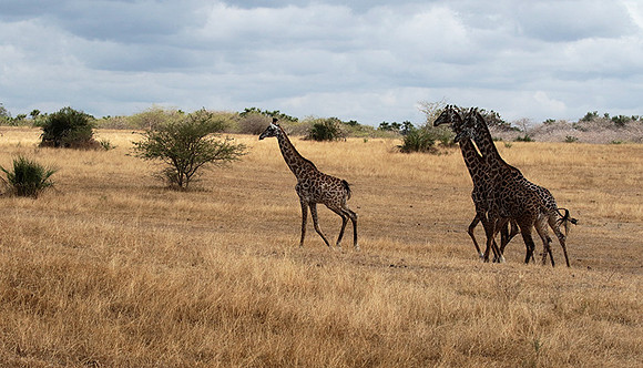 Selous