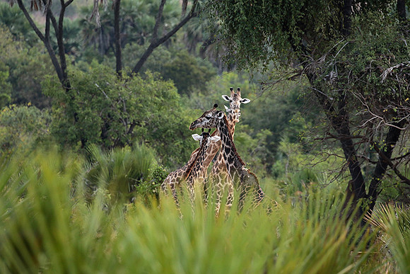 Selous