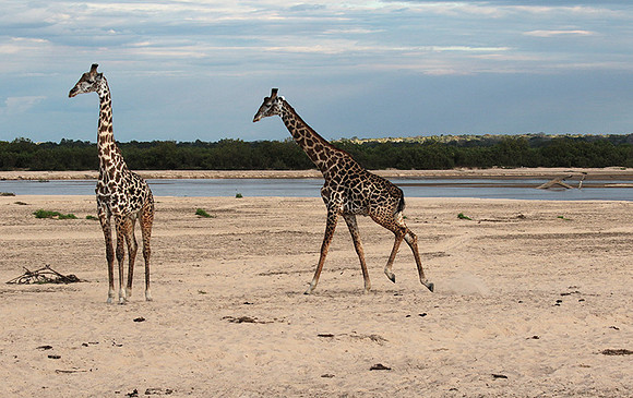 Selous