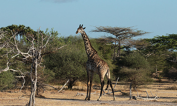 Selous