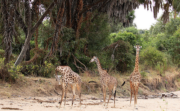 Selous