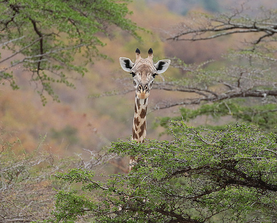 Selous