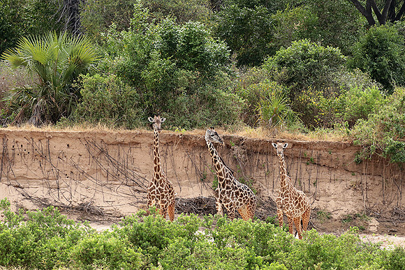 Selous