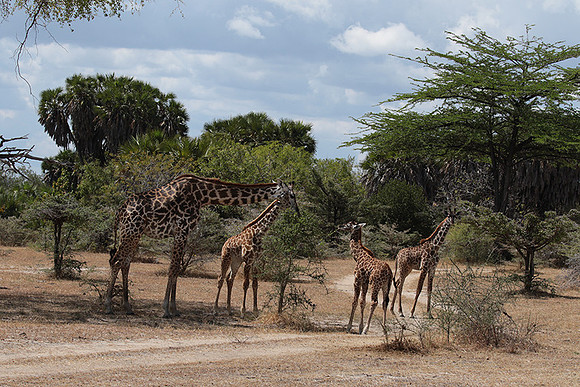 Selous