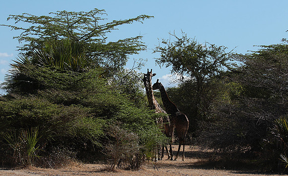 Selous