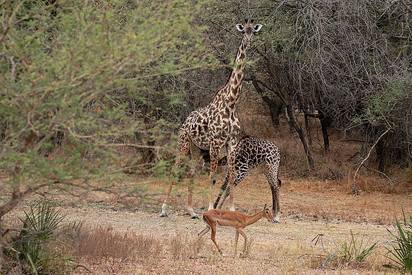 Selous