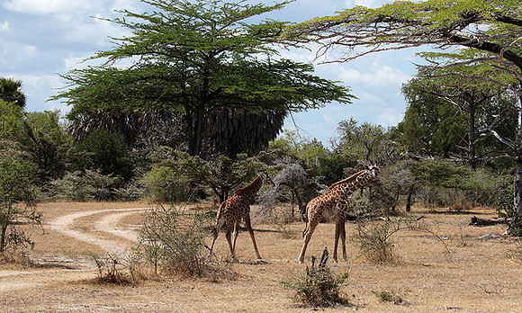 Selous