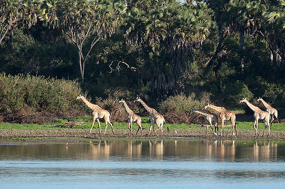 Selous