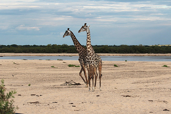 Selous