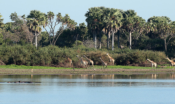 Selous