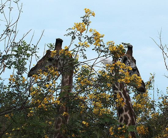 Selous