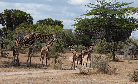 Selous