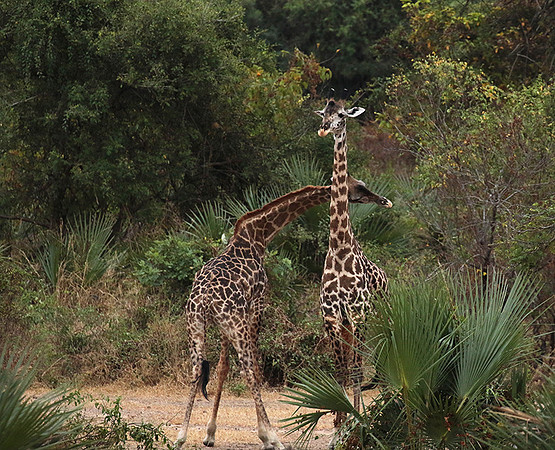 Selous