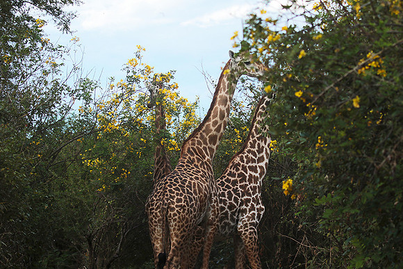 Selous
