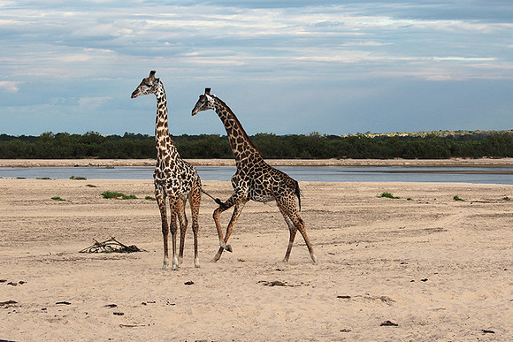 Selous