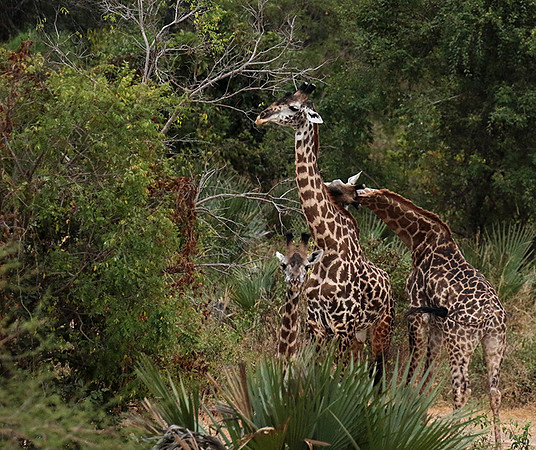 Selous