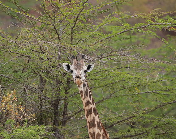 Selous