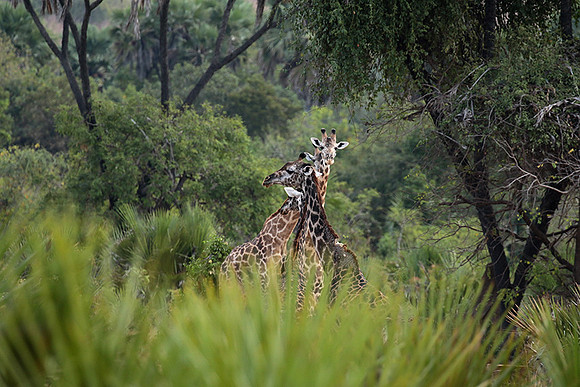 Selous