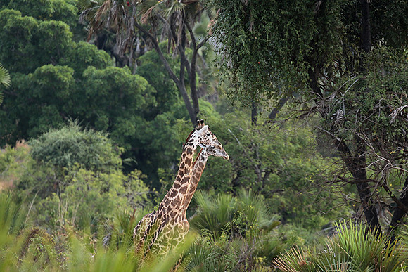 Selous