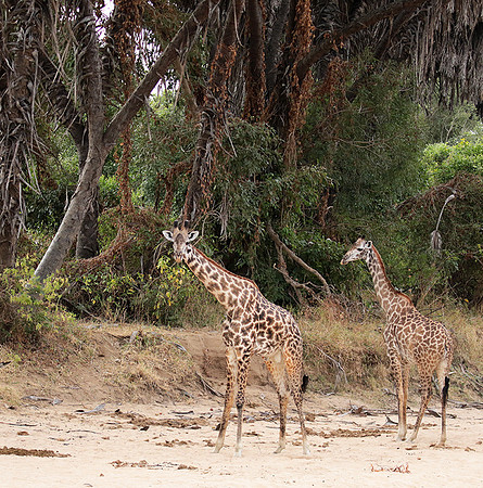 Selous