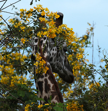 Selous
