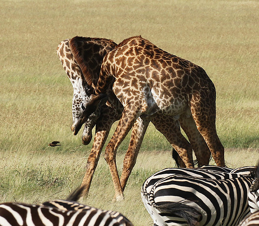 Serengeti - Grumeti Private Reserve