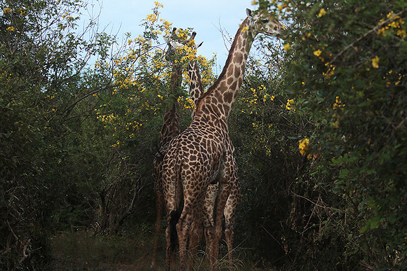 Selous