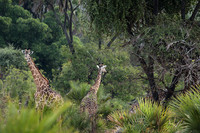 Selous