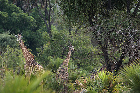 Selous