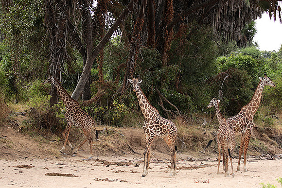 Selous