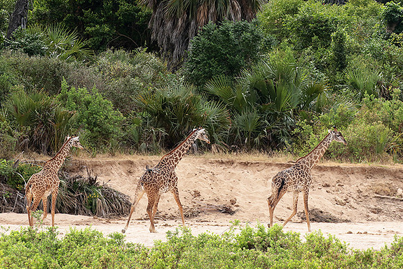 Selous