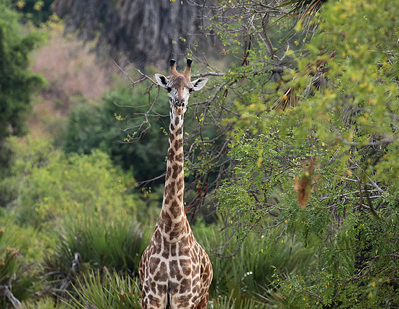 Selous