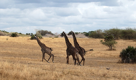 Selous