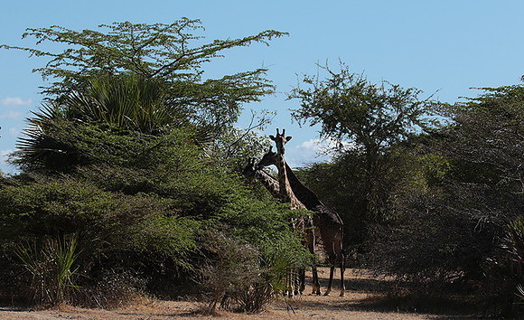 Selous